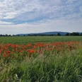 Lübbecke mit Wiehengebirge Grüne Wiese mit roten Mohnblumen vor dem bewaldeten Wiehengebirge unter leicht bewölktem Himmel.