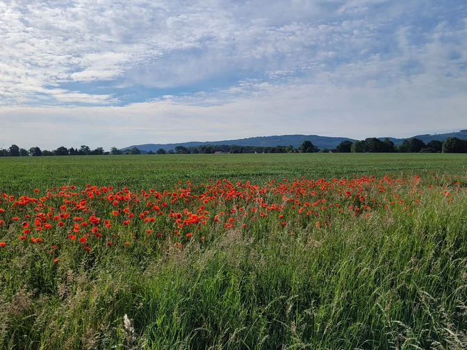 Lübbecke mit Wiehengebirge Grüne Wiese mit roten Mohnblumen vor dem bewaldeten Wiehengebirge unter leicht bewölktem Himmel.