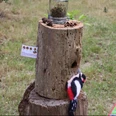 Der Buntspecht_Foto Sina Kruse.jpg Ein Buntspecht in realistischer Filzoptik sitzt neben einem Holzstumpf mit Tannenzapfen und Moos.