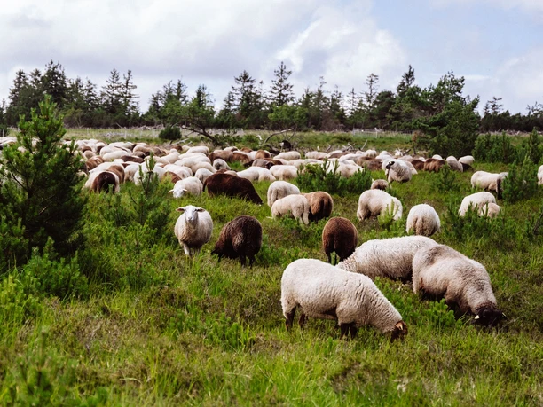 Schafe auf den Grinden