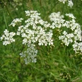 Pflanze am Wegesrand Weiße Wiesenblumen in voller Blüte vor einem Hintergrund aus grünem Gras.
