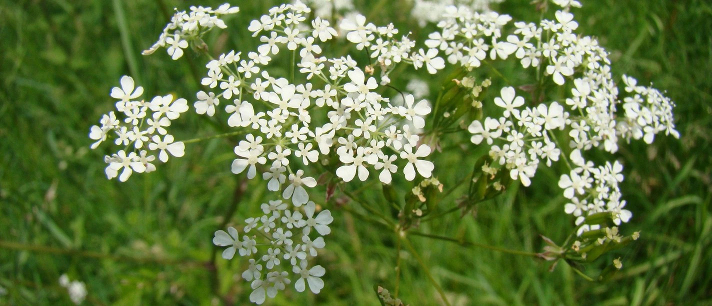 Pflanze am Wegesrand Weiße Wiesenblumen in voller Blüte vor einem Hintergrund aus grünem Gras.