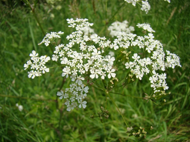 Pflanze am Wegesrand Weiße Wiesenblumen in voller Blüte vor einem Hintergrund aus grünem Gras.