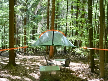 Baumzelt im Wald Baumzelt im Wald