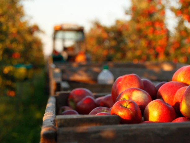 Apfelernte auf dem Obsthof