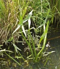 Pfeilkrautgraben bei Gräpel