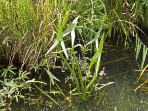 Pfeilkrautgraben bei Gräpel