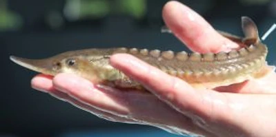 In der Oste werden wieder Störe angesiedelt