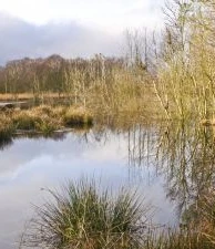 Das Hohe Moor wird renaturiert