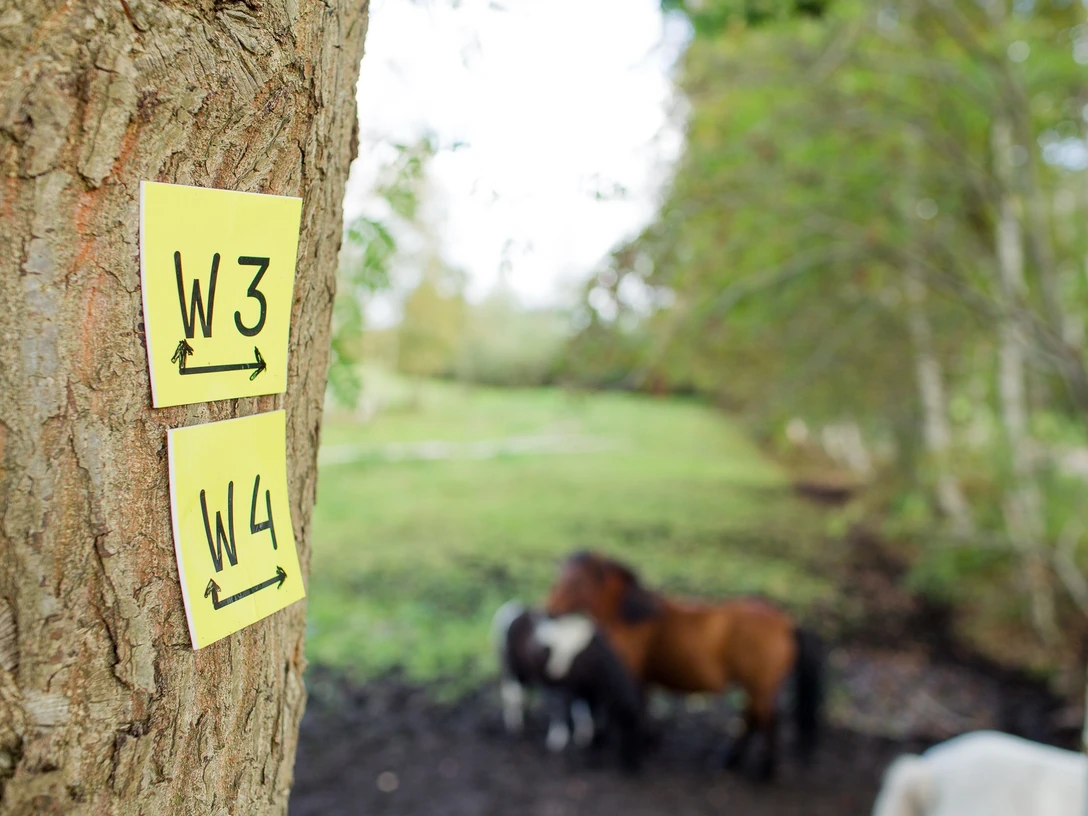 Wanderwege durch den Neukloster Forst