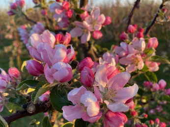 Obstblüte Hofladen Ramdohr