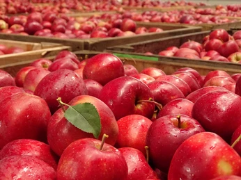 Apfelernte Obsthof Ramdohr