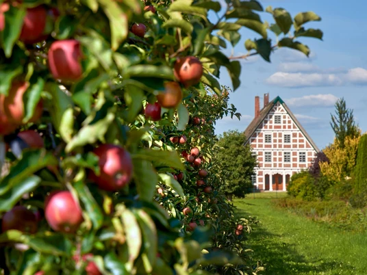 Erntezeit im Alten Land