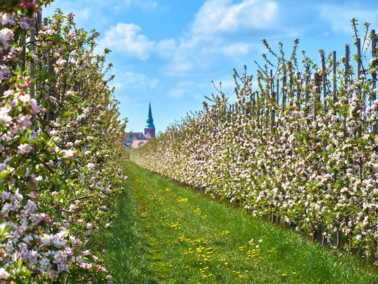Das Altes Land zur Blütezeit