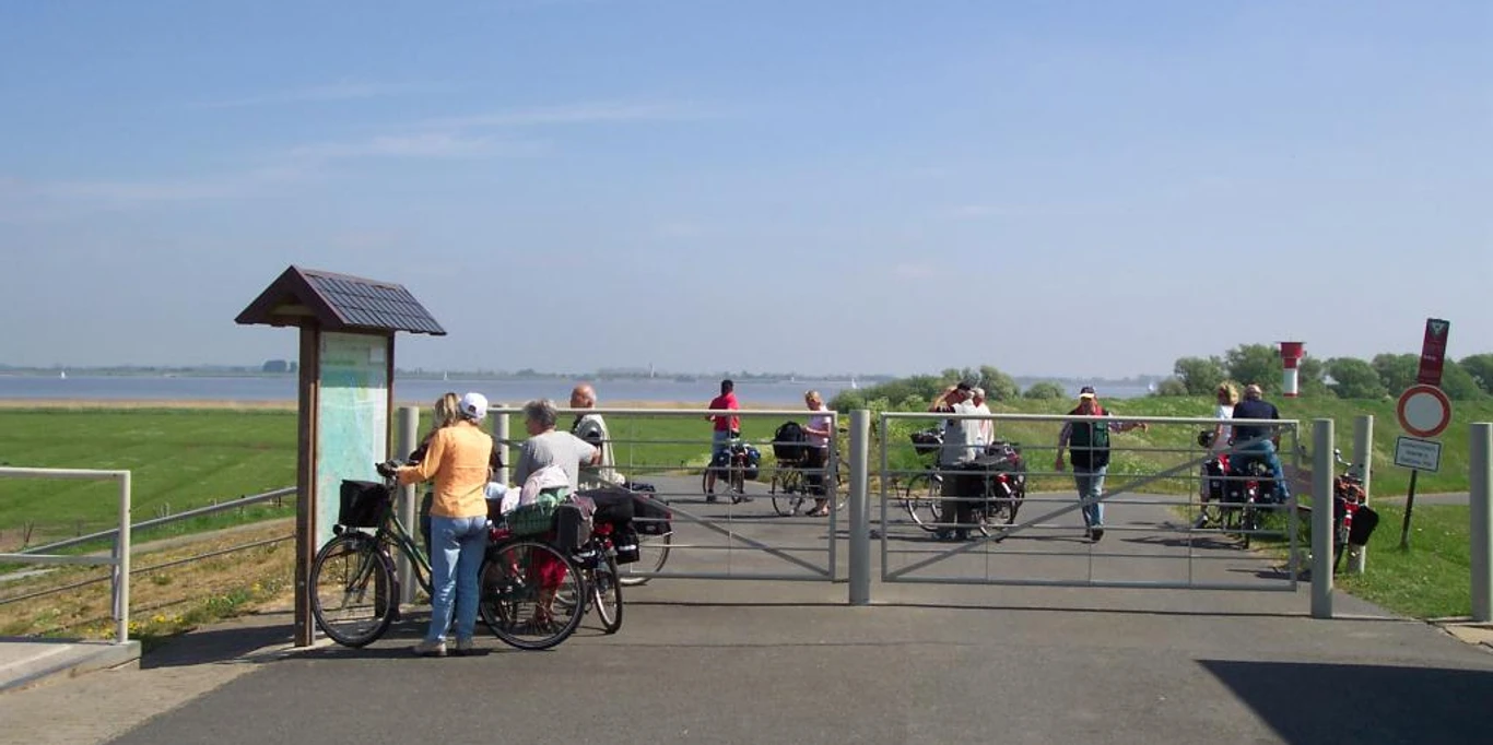 Radler auf dem Elberadweg