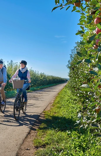 Radler auf der Obstroute