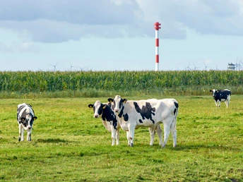 Kühe bei den Kehdinger Leuchttürmen