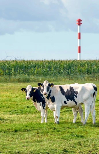 Kühe bei den Kehdinger Leuchttürmen