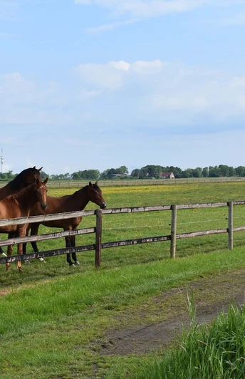 Pferde in Oederquardt