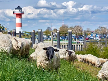 Deichpfleger am Lüheanleger