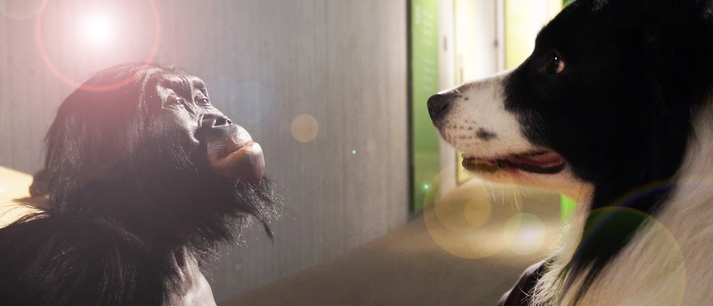 DoggyDay im Neanderthal Museum Ein Hund und eine Schimpansenfigur stehen sich im Neanderthal Museum aufmerksam gegenüber.