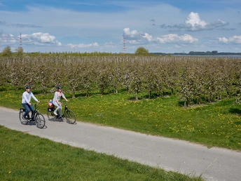 Radfahrer an der Elbe zur Blütezeit