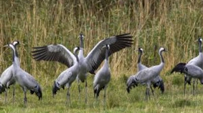 Kraniche im Hohen Moor