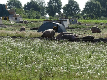 Freilandschweine vor Brest