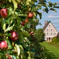Apfelplantagen im Alten Land