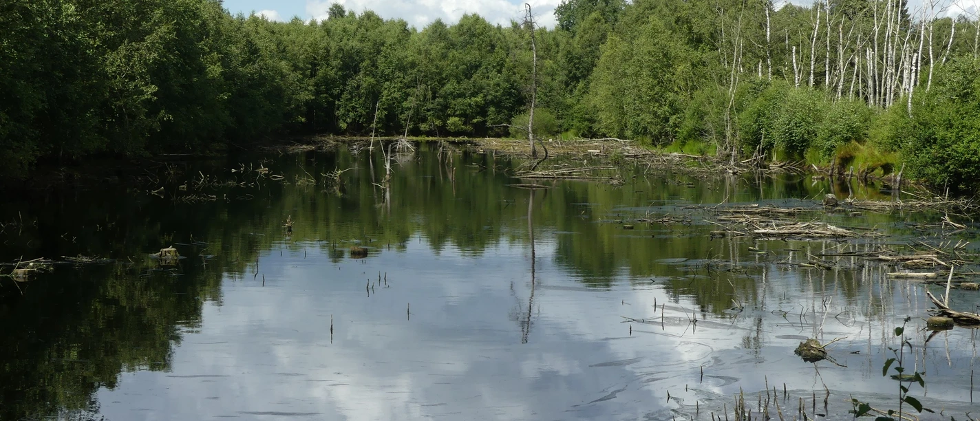 Hohes Moor bei Oldendorf