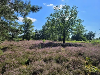 Grabhügel in der Goldbecker Heide