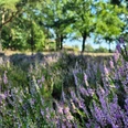Besenheide in der Goldbecker Hügelgräberheide