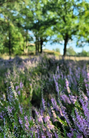 Besenheide in der Goldbecker Hügelgräberheide