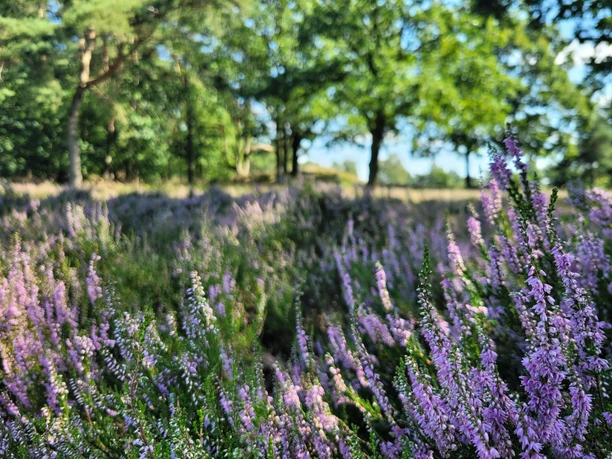 Besenheide in der Goldbecker Hügelgräberheide