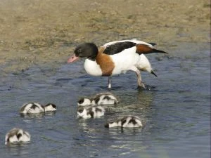 Brandente an der Pütte Schönau