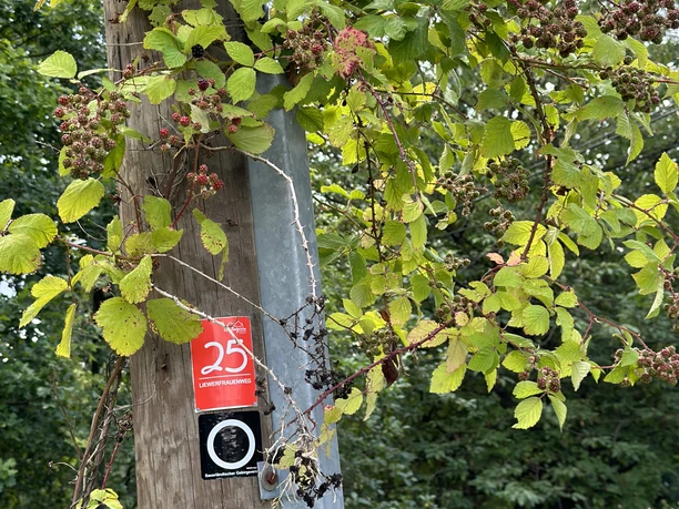 Brombeerzweige mit reifen Beeren an einem Holzmast, umgeben von grüner Vegetation.
