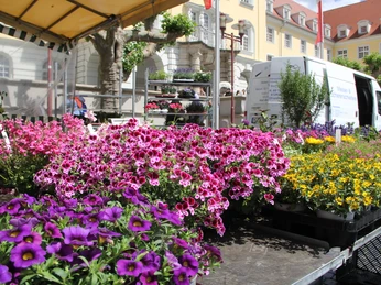 Herforder Wochenmarkt Rathausplatz_Pro Herford GmbH.JPG Farbenfrohe Blumenarrangements auf Verkaufsständen eines Marktes vor historischen Gebäuden.