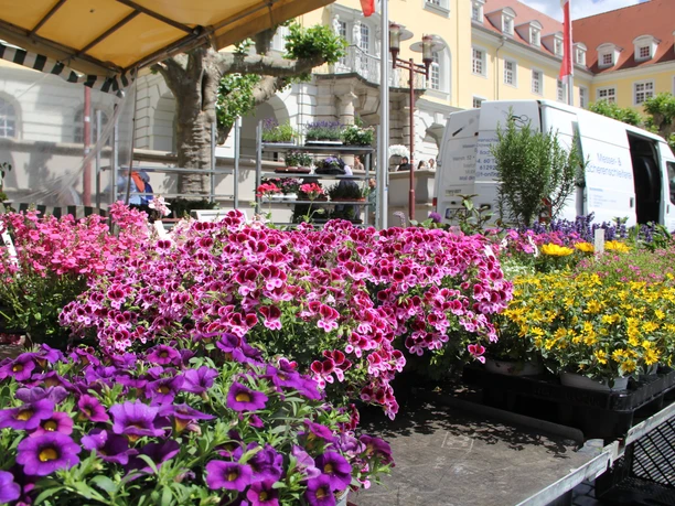 Herforder Wochenmarkt Rathausplatz_Pro Herford GmbH.JPG Farbenfrohe Blumenarrangements auf Verkaufsständen eines Marktes vor historischen Gebäuden.