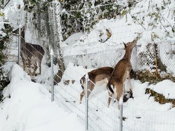 Willisau-Winter-Hirschpark-Felder Photography-Fabienne Felder-EN-1.jpg
