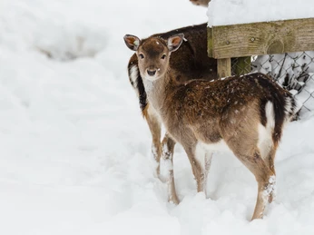 Willisau-Winter-Hirschpark-Felder Photography-Fabienne Felder-EN-4.jpg