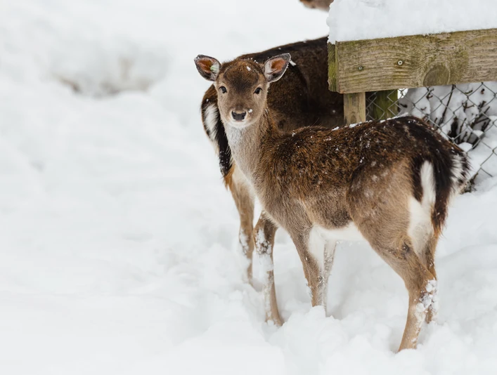 Willisau-Winter-Hirschpark-Felder Photography-Fabienne Felder-EN-4.jpg