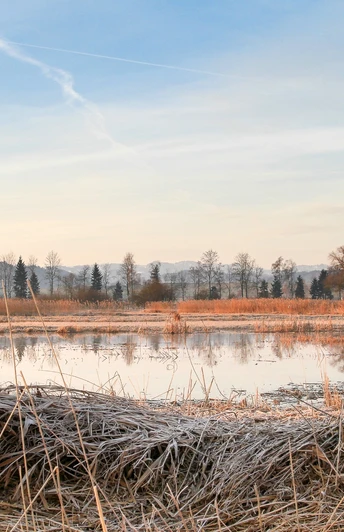 2b naturschutzgebiet wauwilermoos gross_nur Eigengebrauch.jpg