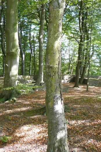 Frankenburg bei Todenmann Frankenburg bei Todenmann