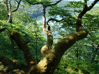 Einblick in die Weltnaturerbeflaeche des NLPs_Wooghölle_NLP KE.JPG