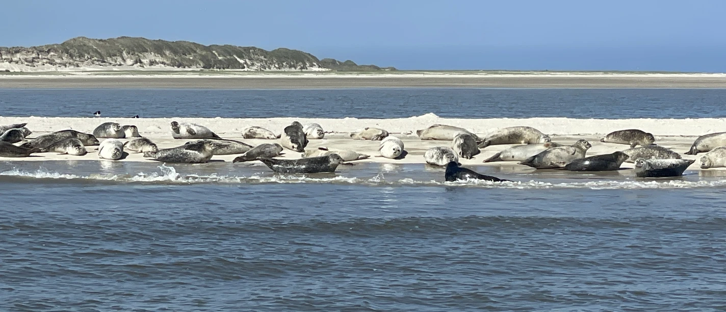 Nationalpark-Kuttertour__Seehundbank_und_Schaufischfang Nationalpark-Kuttertour__Seehundbank_und_Schaufischfang