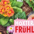 galerie-bild-hx-fruehling Bunte Frühlingsblumen in voller Blüte, darunter Primeln, symbolisieren den Höxteraner Frühling.