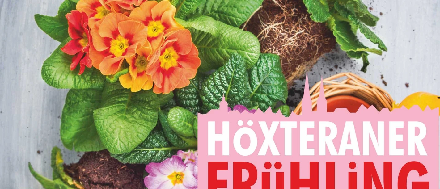 galerie-bild-hx-fruehling Bunte Frühlingsblumen in voller Blüte, darunter Primeln, symbolisieren den Höxteraner Frühling.