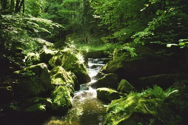 A babbling brook meanders through green forests, flooded with sunlight and peaceful.