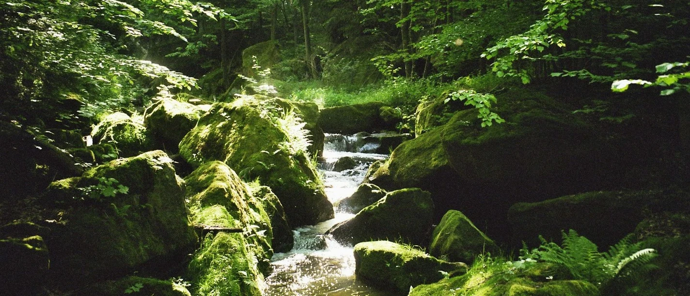 Een kabbelend beekje meandert door groene bossen, overspoeld met zonlicht en vredig.