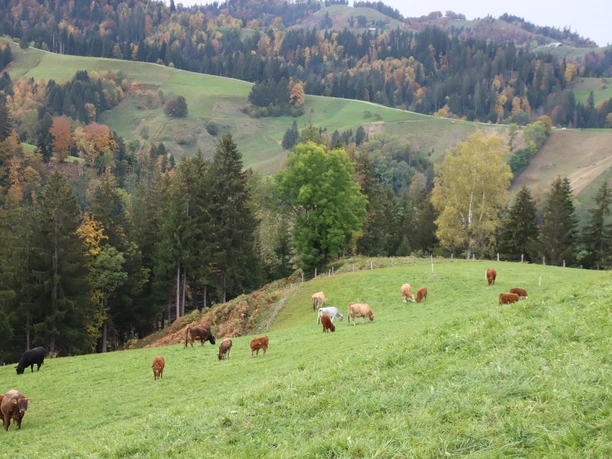 Mutterkuhherde von Fam. Walthert